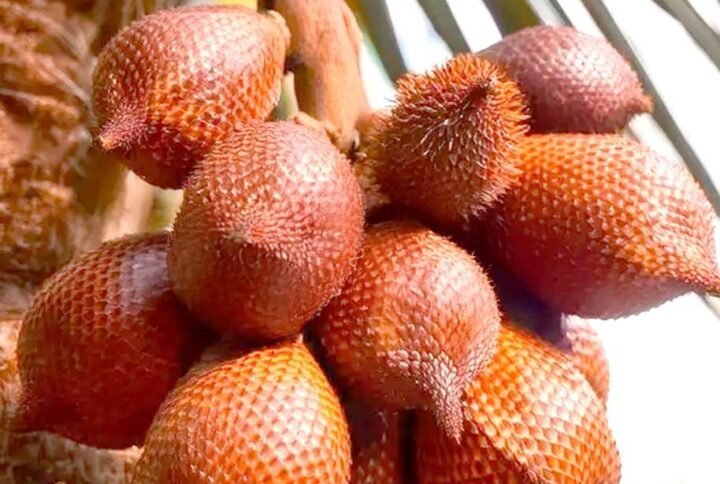 Buy Snake Fruit - Salak Seeds Online in UAE | Plantshop.me