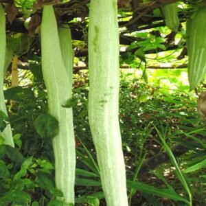 Buy Snake Gourd F1 Hybrid Seeds | Plantshop.me UAE