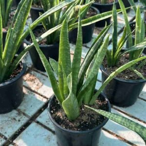 Buy Snake Plant Outdoor Small | UAE Delivery