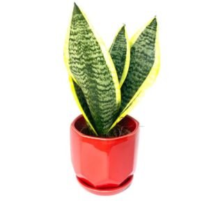 Buy Snake Plant Small - Stylish Indoor Plant UAE