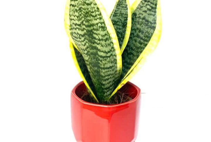 Buy Snake Plant Small - Stylish Indoor Plant UAE