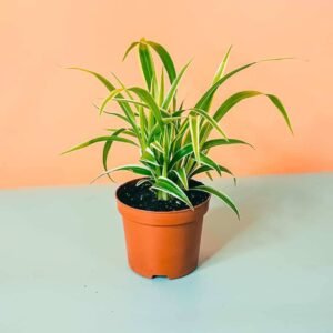 Buy Spider Plant Ocean Mini Online - Plantshop.me