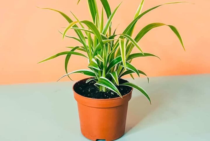 Buy Spider Plant Ocean Mini Online - Plantshop.me