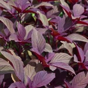 Buy Spinach Red Seeds Amaranthus - Plantshop.me
