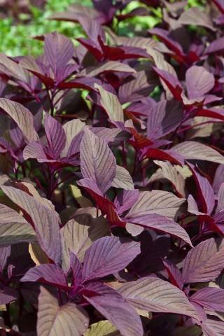 Buy Spinach Red Seeds Amaranthus - Plantshop.me