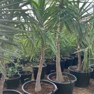 Buy Spineless Yucca Outdoor | Plantshop.me