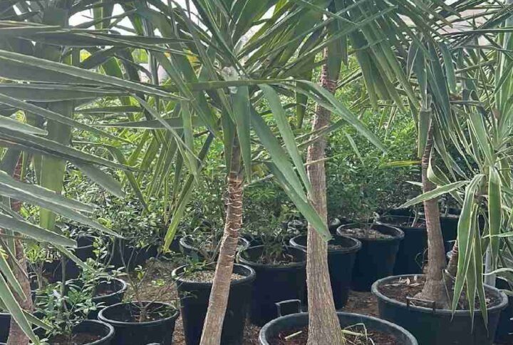 Buy Spineless Yucca Outdoor | Plantshop.me