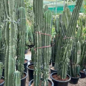 Buy Spiny Hedge Cactus Online | Plantshop.me