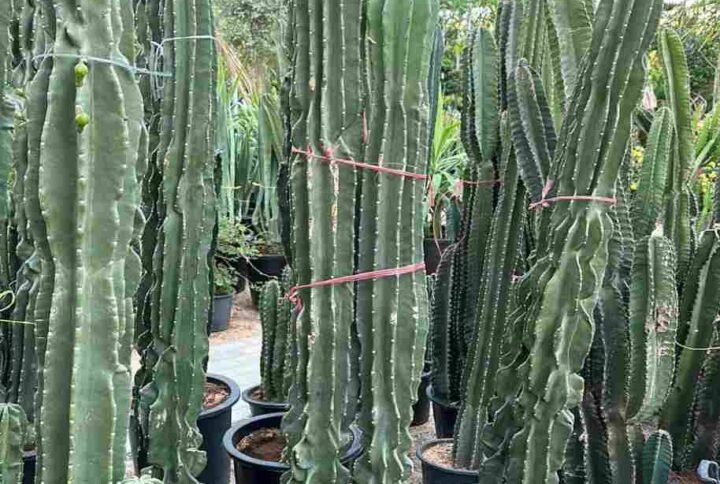 Buy Spiny Hedge Cactus Online | Plantshop.me