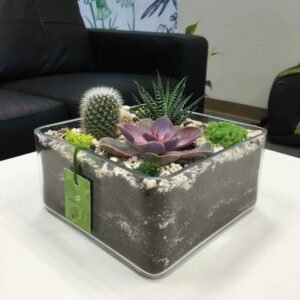 Buy Square Sandy Terrarium (Medium) - Plantshop.me UAE