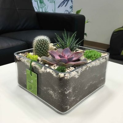 Buy Square Sandy Terrarium (Medium) - Plantshop.me UAE