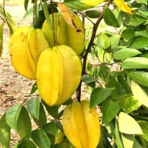 Buy Star Fruit Plant Online | Best Quality in UAE