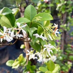 Buy Star Jasmine Tall Plants Online | Plantshop.me