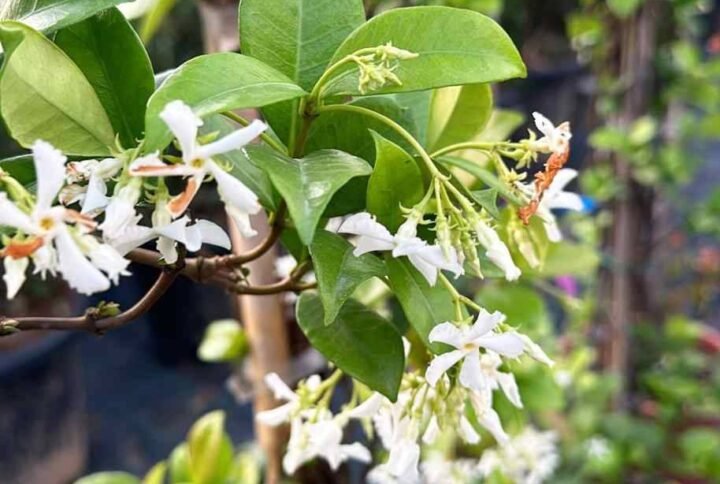 Buy Star Jasmine Tall Plants Online | Plantshop.me