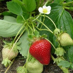 Buy Strawberry Seeds | Fresh Yields | Plantshop.me UAE