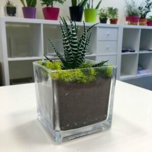 Buy Succulent Arrangement - Square Small - Plantshop.me UAE