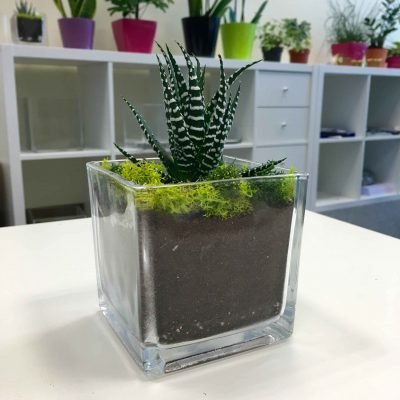 Buy Succulent Arrangement - Square Small - Plantshop.me UAE