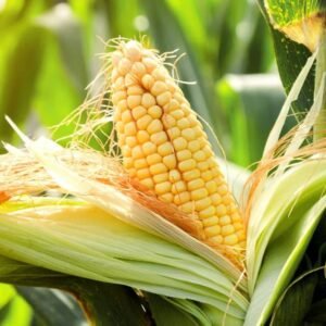 Buy Sweet Corn Seeds | High Quality | Plantshop.me UAE