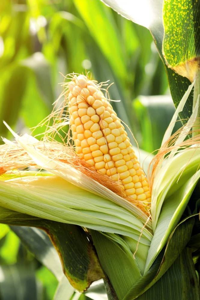 Buy Sweet Corn Seeds | High Quality | Plantshop.me UAE