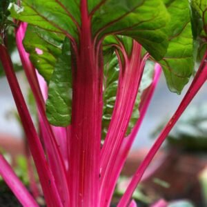 Buy Swiss Chard Seeds Online | Plantshop.me UAE