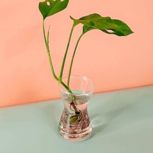 Buy Swiss Cheese Cuttings Online at Plantshop.me - UAE