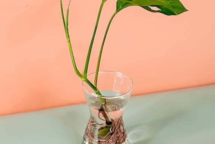Buy Swiss Cheese Cuttings Online at Plantshop.me - UAE