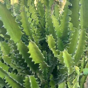 Buy Tall Dragon Bone Cactus | Plantshop.me
