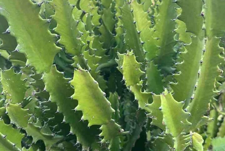 Buy Tall Dragon Bone Cactus | Plantshop.me