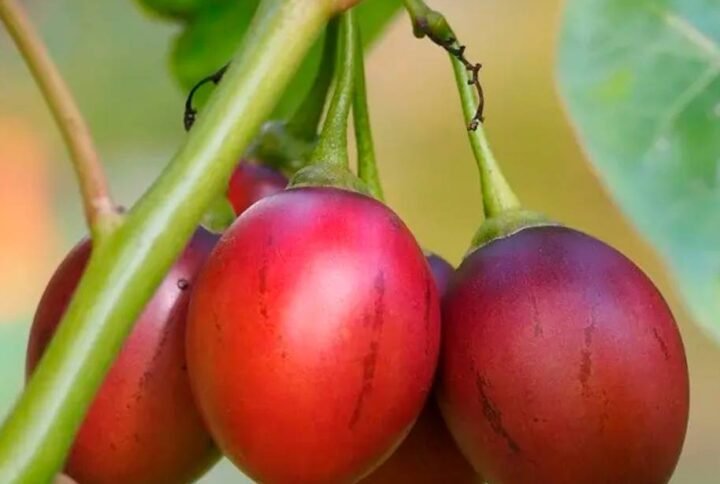 Buy Tamarillo Seeds Online – Fast Delivery in UAE