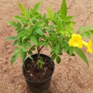 Buy Tecoma Stans Yellow Plant at Plantshop.me