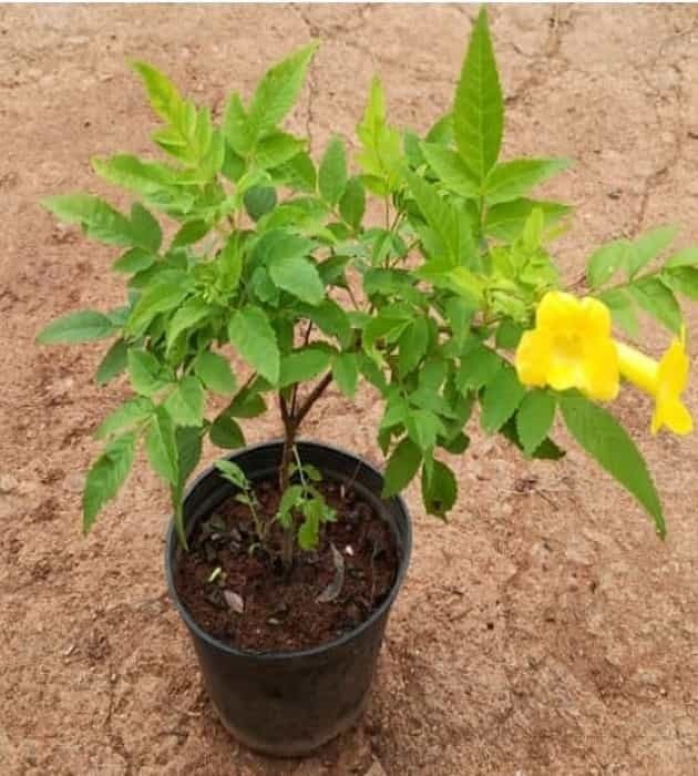 Buy Tecoma Stans Yellow Plant at Plantshop.me
