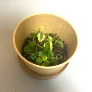Buy Terrarium Plant Cuttings | Grow Mini Gardens | Plantshop.me