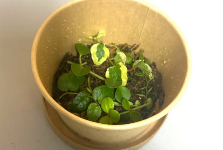 Buy Terrarium Plant Cuttings | Grow Mini Gardens | Plantshop.me