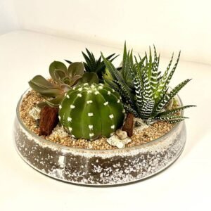 Buy Terrarium - Round Sandy (Medium) - Plantshop.me UAE