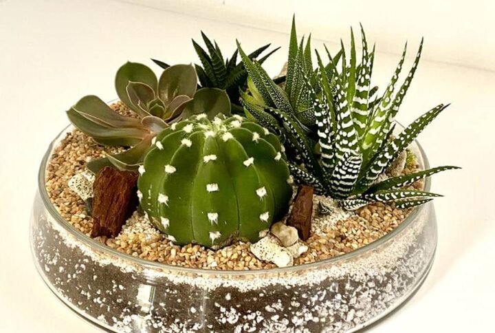 Buy Terrarium - Round Sandy (Medium) - Plantshop.me UAE