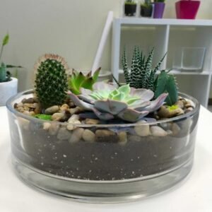 Buy Terrarium - Round Stoned (Large) - Plantshop.me UAE