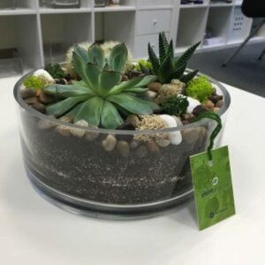 Buy Terrarium - Round Stoned (Medium) - Plantshop.me UAE