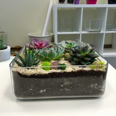 Buy Terrarium - Square Sandy (Large) - Plantshop.me UAE