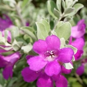 Buy Texas Silverleaf Small Plants Online | Plantshop.me