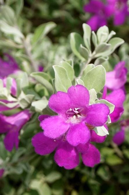 Buy Texas Silverleaf Small Plants Online | Plantshop.me