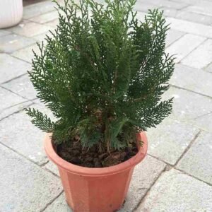 Buy Thuja Small Plant | Lush Green Foliage in UAE