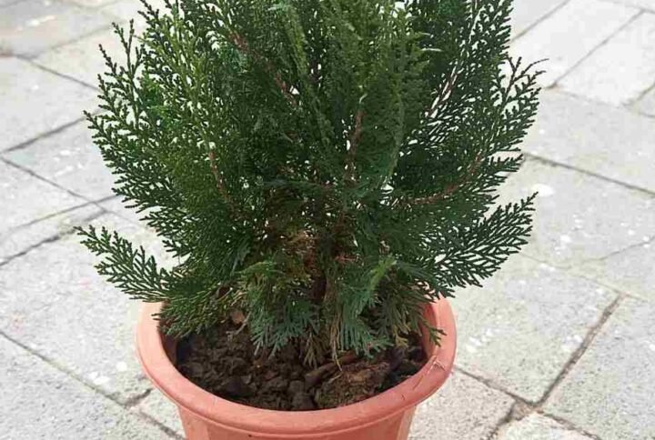 Buy Thuja Small Plant | Lush Green Foliage in UAE