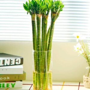 Buy Tiger Lucky Bamboo Stick | Plantshop.me