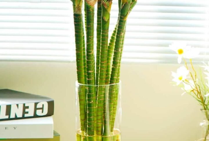 Buy Tiger Lucky Bamboo Stick | Plantshop.me