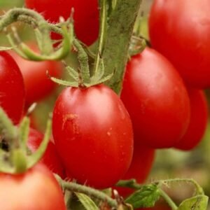 Buy Tomato Borghese Seeds | Plantshop.me UAE