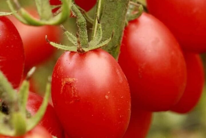 Buy Tomato Borghese Seeds | Plantshop.me UAE