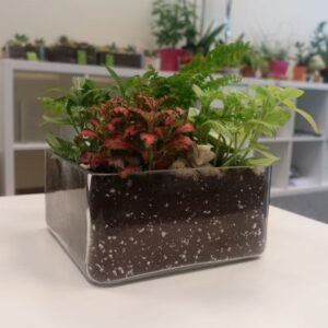 Buy Tropical Garden - Medium at Plantshop.me UAE