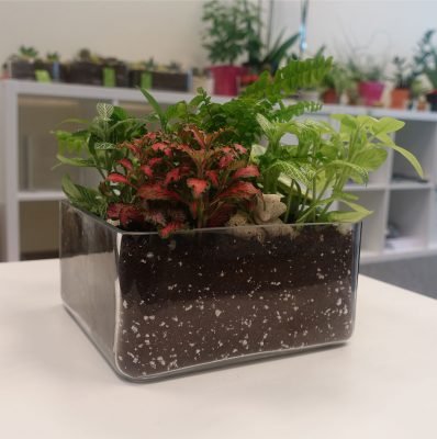 Buy Tropical Garden - Medium at Plantshop.me UAE