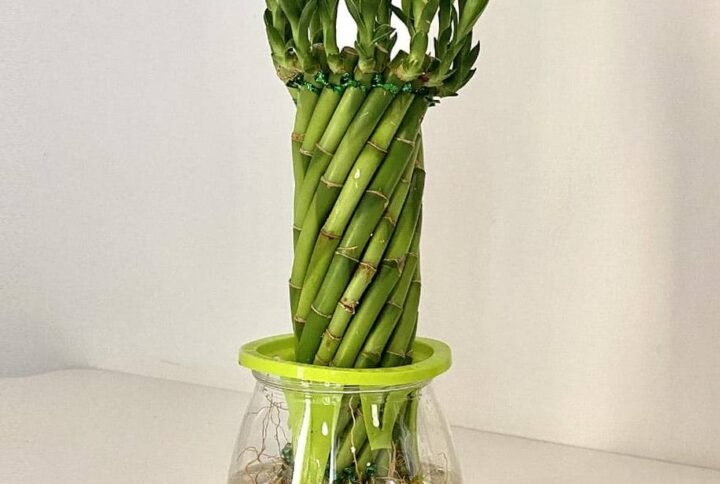 Buy Twisted Lucky Bamboo Self Watering | Plantshop.me UAE