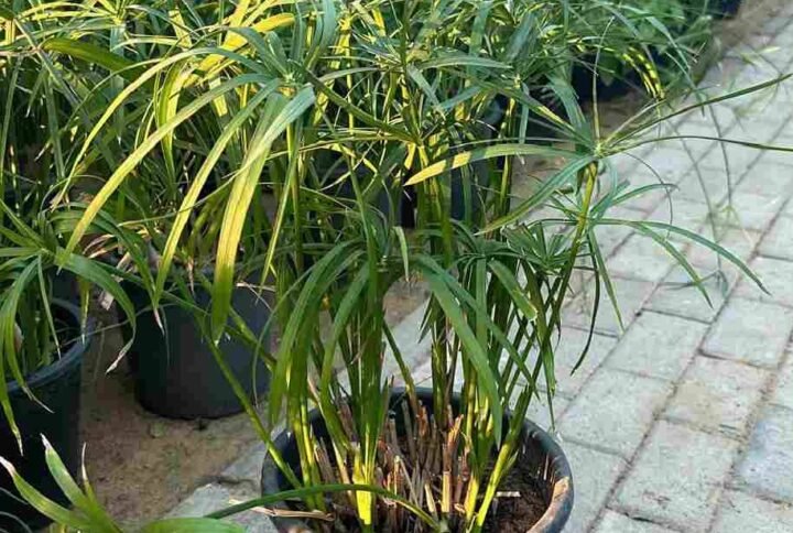 Buy Umbrella Palm | Plantshop.me UAE